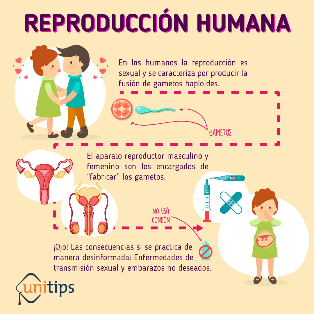 Reproducción Humana | Guía IPN